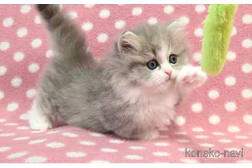 成約済の愛知県のミヌエット-112904の3枚目